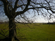 9th Mar 2013 - An old tree and a meadow
