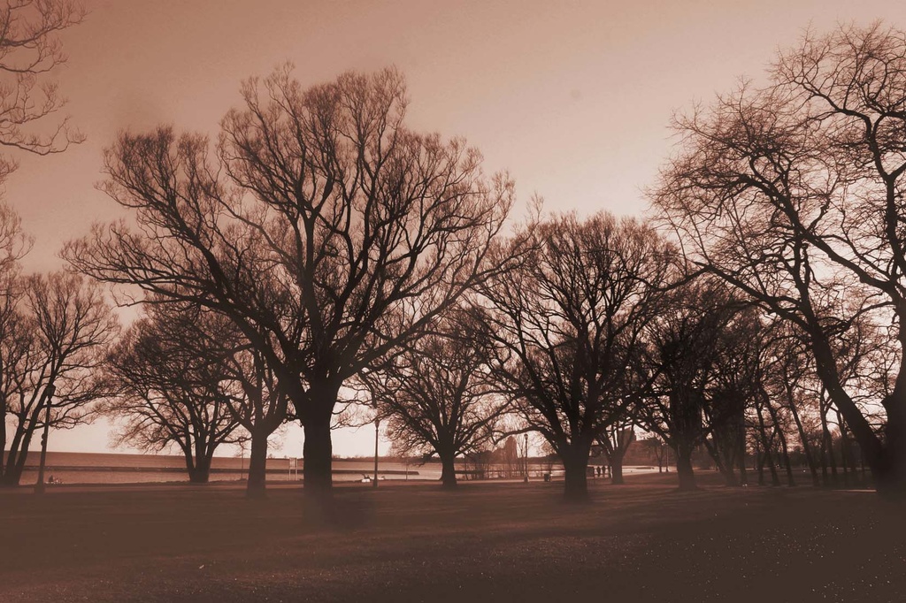 Hazy Trees on Toronto Beach Front by pdulis