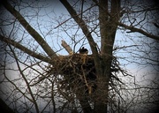 10th Mar 2013 - Nesting American Bald Eagle