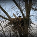 Nesting American Bald Eagle by digitalrn