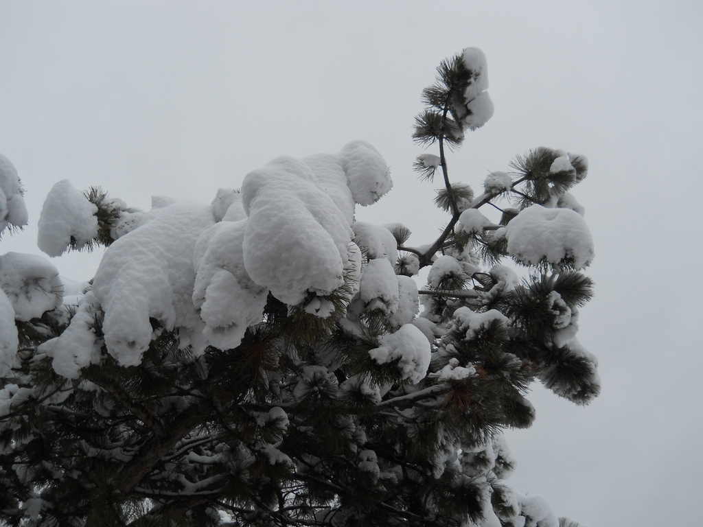 Close up of snow on the tree by kchuk