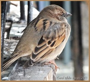 11th Mar 2013 - Sparrow