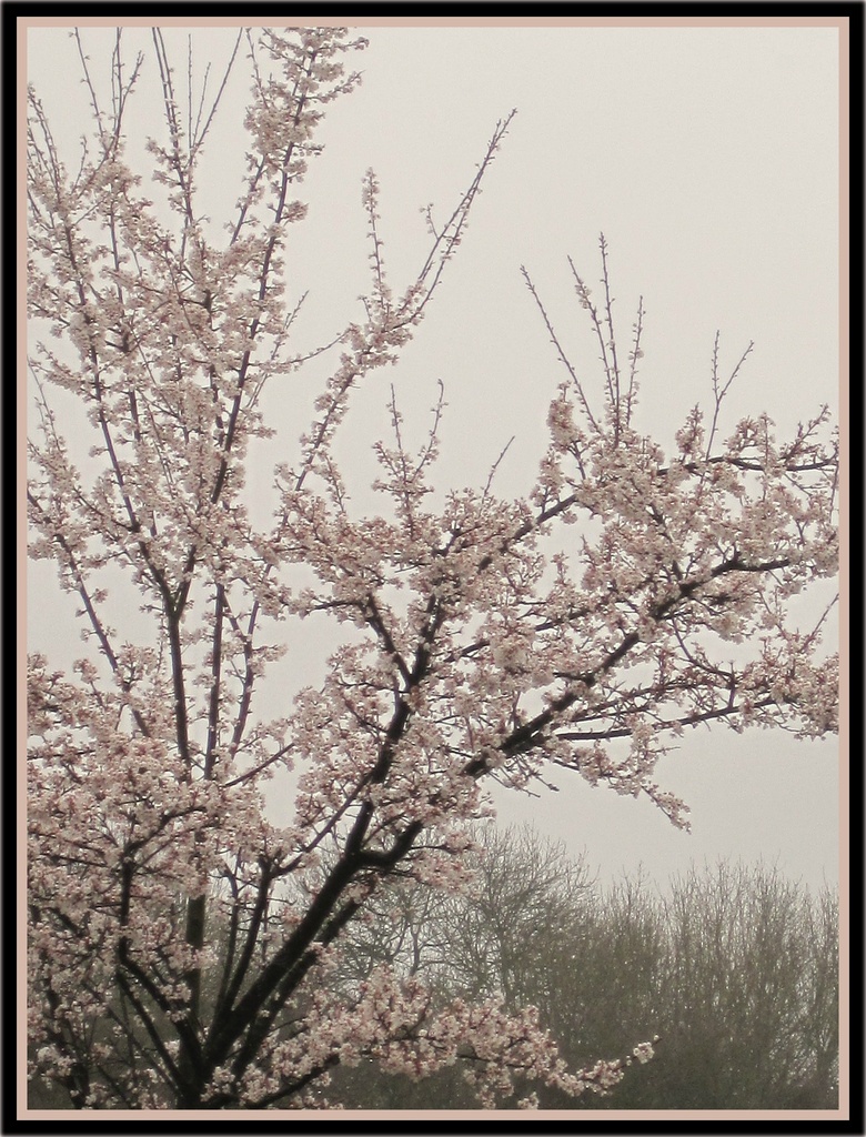 pink blossom tree by quietpurplehaze