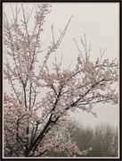 11th Mar 2013 - pink blossom tree