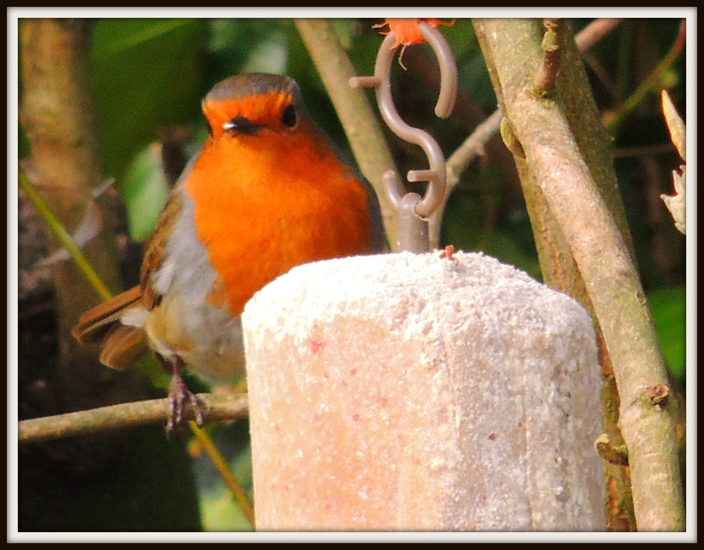 Suet on a cold day by rosiekind