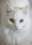 11th Mar 2013 - Pastel Cat