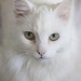 Pastel Cat by gardencat