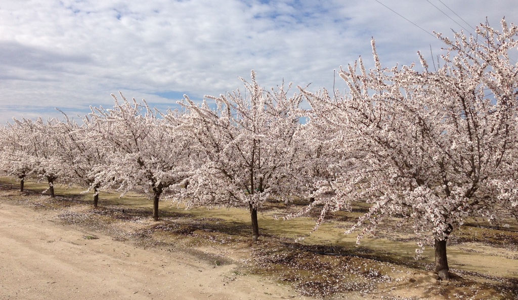 Almonds in Bloom by handmade