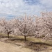 Almonds in Bloom by handmade
