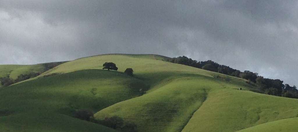Winter Rain Brings Green to the Hills by handmade