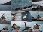 11th Mar 2013 - The Mariner Goose