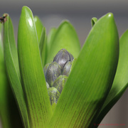 11th Mar 2013 - Hyacinth