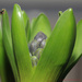 Hyacinth by leonbuys83