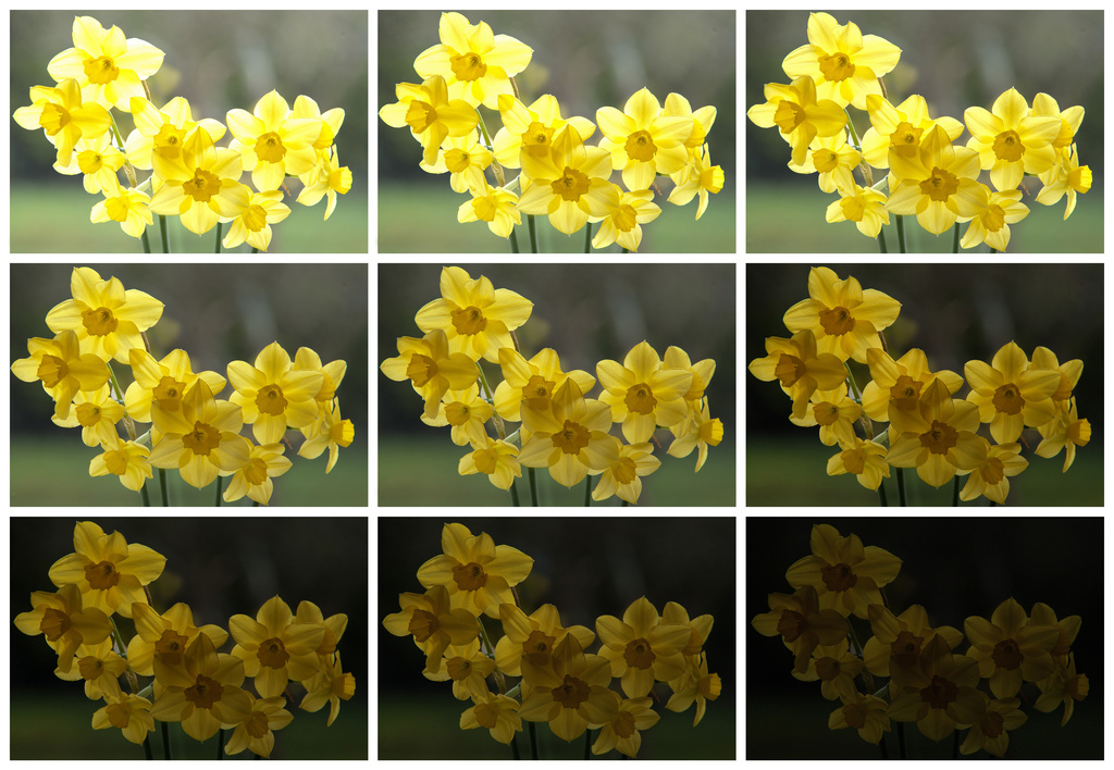 Narcissi exposures by dulciknit