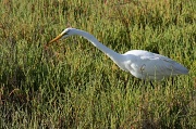 9th Aug 2010 - Great Egret