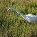 Great Egret by kerristephens