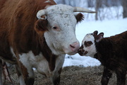 11th Mar 2013 - First calf of the year