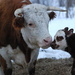 First calf of the year by farmreporter