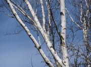 10th Mar 2013 - Birch Tree