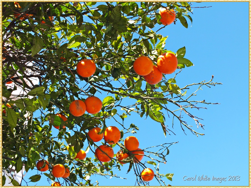 Oranges by carolmw