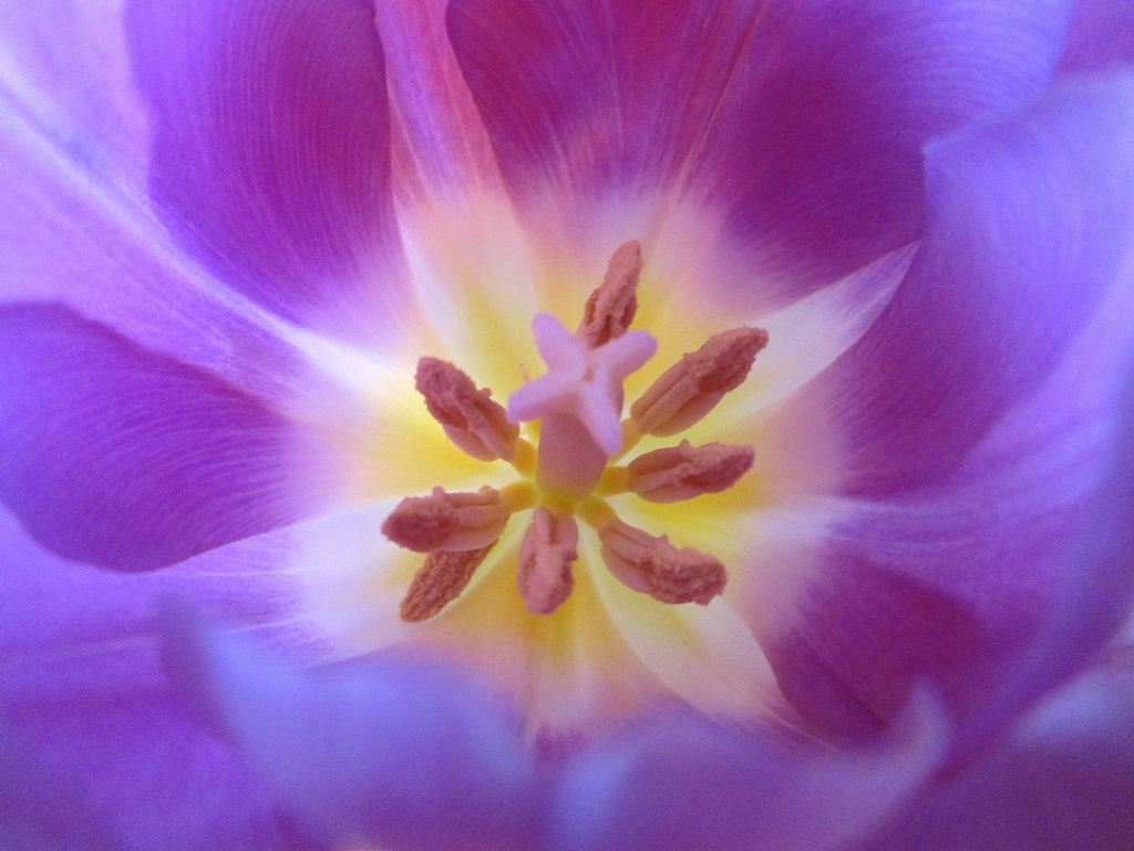 'flowers':  the heart of a purple tulip by quietpurplehaze