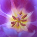 'flowers':  the heart of a purple tulip by quietpurplehaze