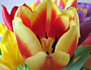 12th Mar 2013 - 'flowers':  those tulips again