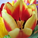 'flowers':  those tulips again by quietpurplehaze