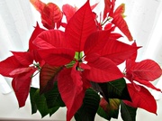 12th Mar 2013 - 'flowers and leaves':  the Christmas poinsettia........