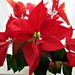 'flowers and leaves':  the Christmas poinsettia........ by quietpurplehaze