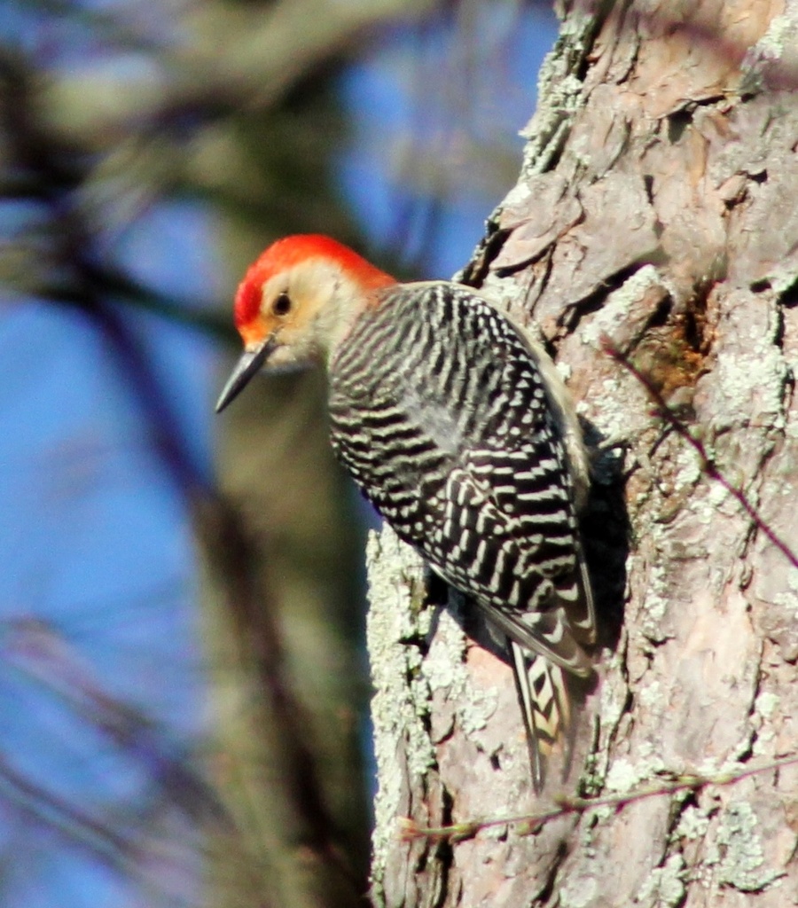 Backyard Red-bellied Woodpecker by darylo