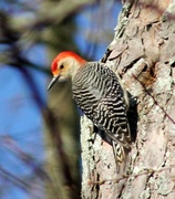 12th Mar 2013 - Backyard Red-bellied Woodpecker