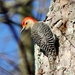 Backyard Red-bellied Woodpecker by darylo