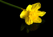 12th Mar 2013 - 12th March - The last daffodil