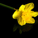 12th March - The last daffodil by pamknowler