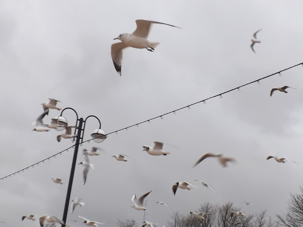 Gulls in flight by plainjaneandnononsense