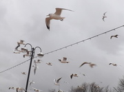 10th Mar 2013 - Gulls in flight