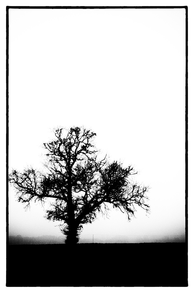 Tree  by seanoneill