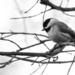 "Our" Chickadee by darylo