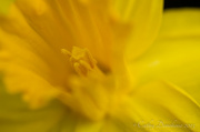 12th Mar 2013 - Daffodil