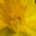 Daffodil by cdonohoue
