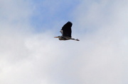 12th Mar 2013 - Heron in flight towards someone's pond