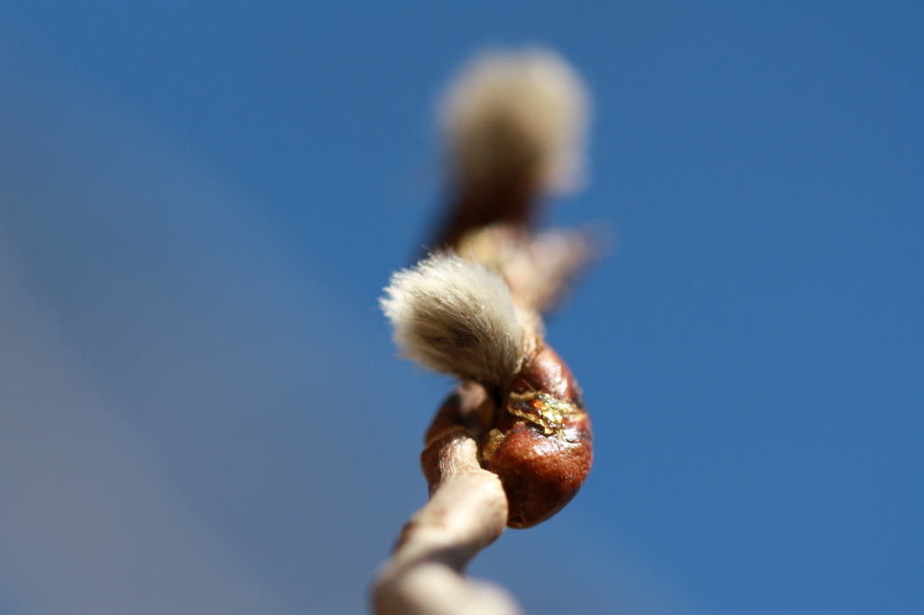 Aspen bud 2 by aecasey