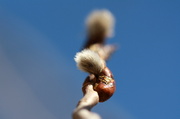 12th Mar 2013 - Aspen bud 2