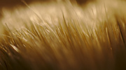 11th Mar 2013 - Not fields of barley
