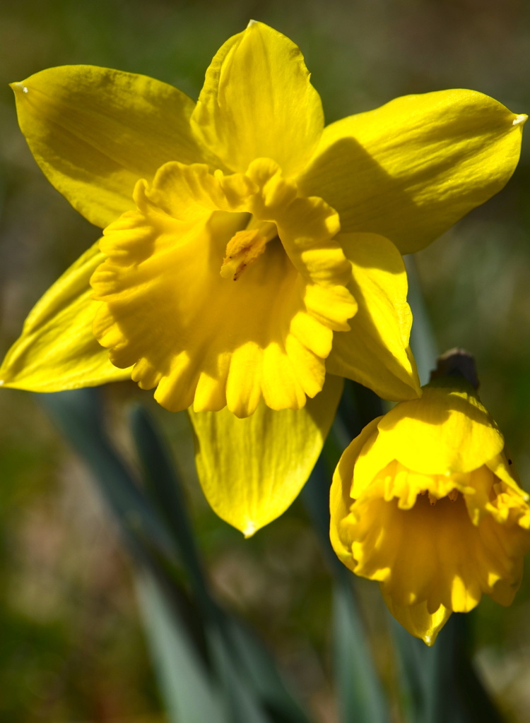 Daffodil by kathyladley