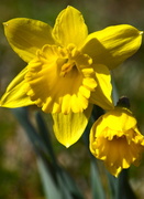 12th Mar 2013 - Daffodil