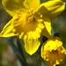 Daffodil by kathyladley