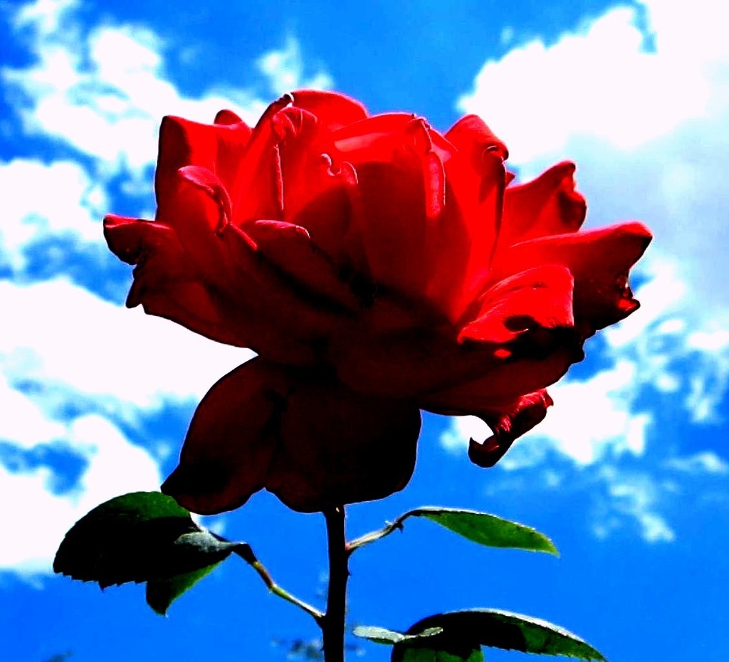 Ruža i nebo by vesna0210
