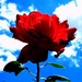 Ruža i nebo by vesna0210